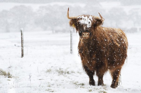 Корова в снегу