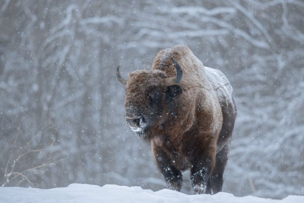 Беловежская пуща зубры зима