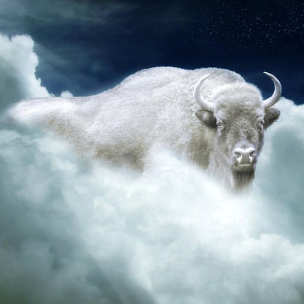 Белый буйвол