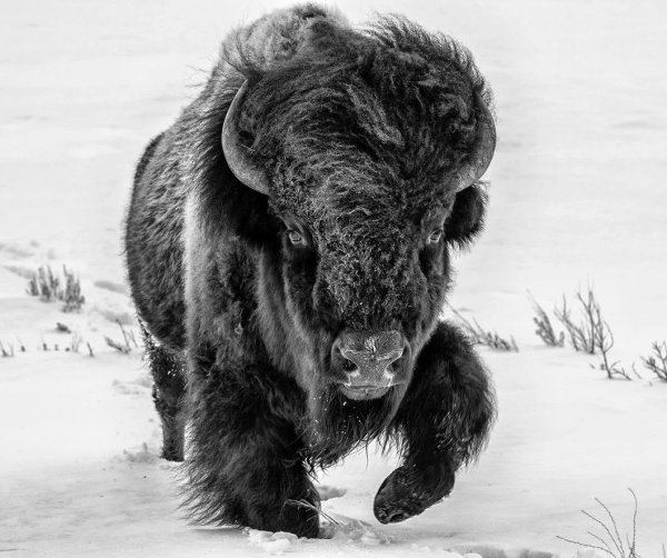 Снежный Бизон