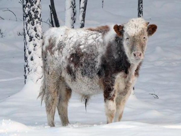 Телята зимой