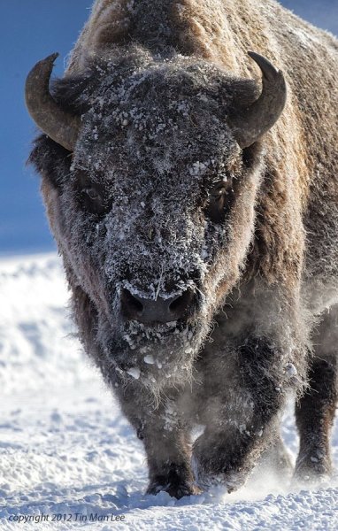 Yellowstone National Park ЗУБР