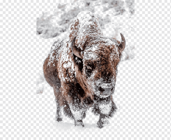 Заснеженный Бизон