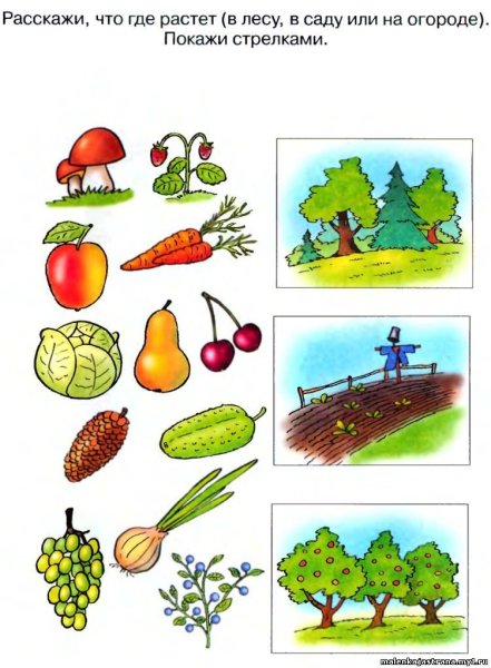 Задания по ознакомлению с окружающим для детей 5 6 лет