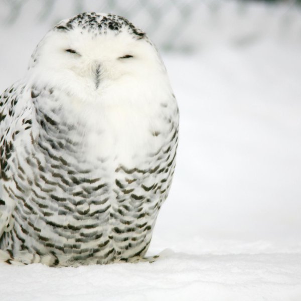 Снежная Сова (Bubo scandiacus)