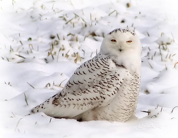 Полярная Сова Якутия