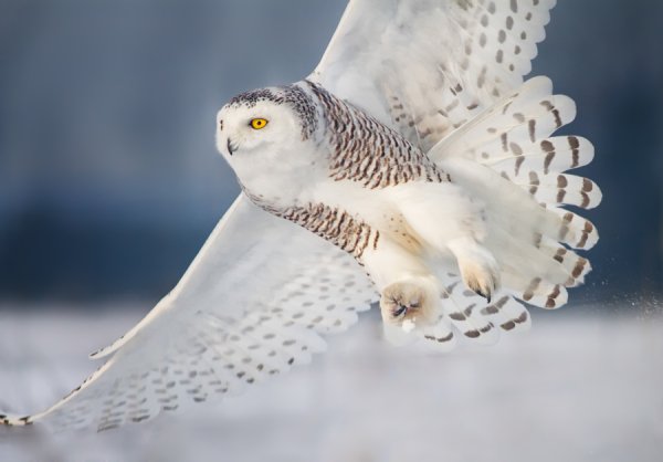 Полярная Сова зимовка