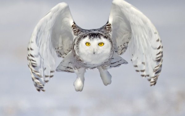 Полярная Сова Букля