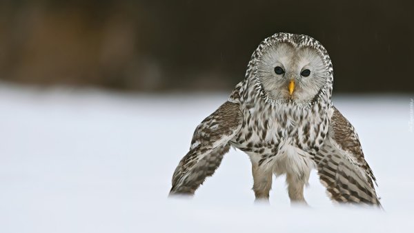 Сова в снегу