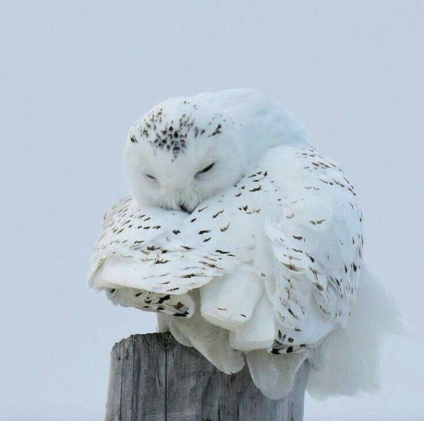 Полярная Сова мадам Плонк