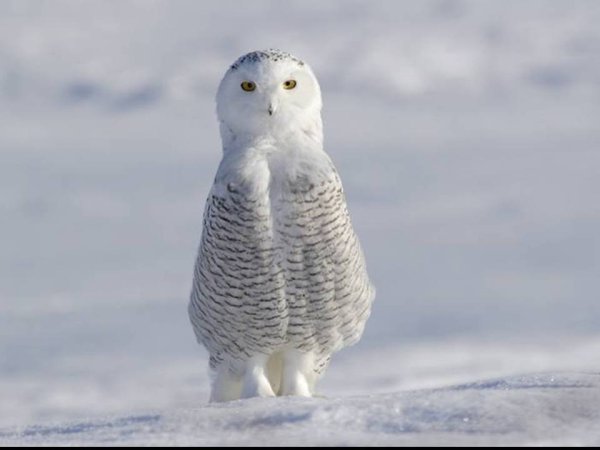 Полярная Сова смешная