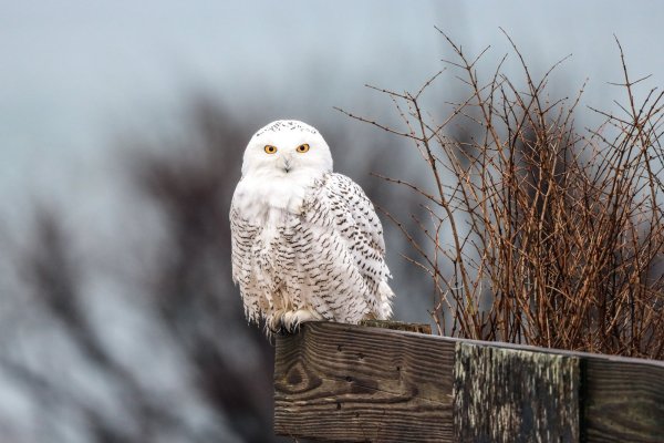 Полярная Сова с совятами