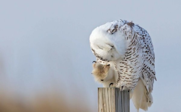Полярная Сова и лемминги
