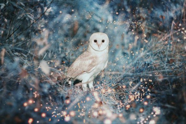 Талиабуская сипуха