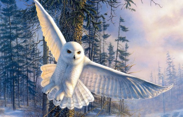 Белая Сова арт
