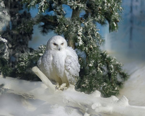 Снежная птица