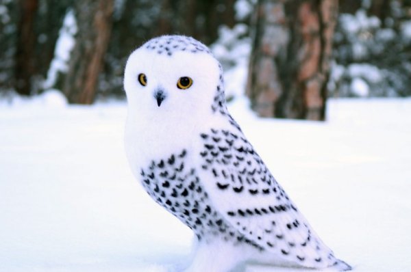 Маленькая Снежная Сова