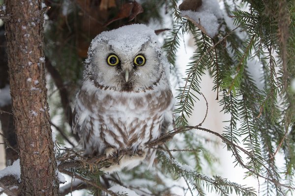 Сова мохноногий Сыч
