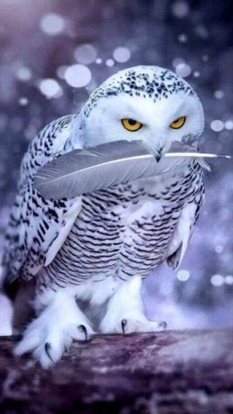 Совы Полярные
