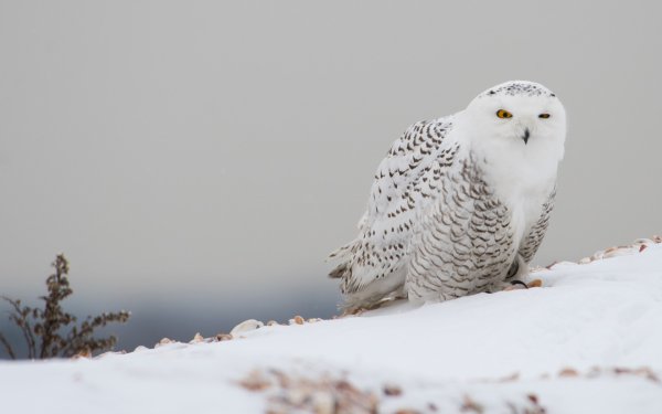 Совы Полярные