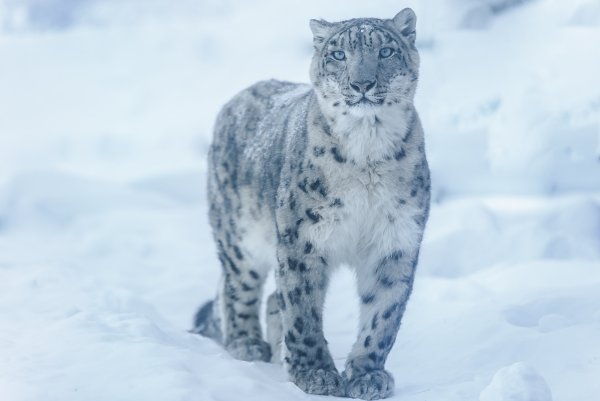 Ирбис, или снежный Барс (uncia uncia, Panthera uncia)