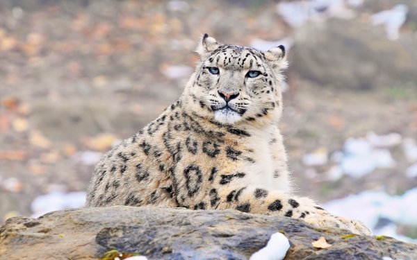 - Снежный Барс (Panthera uncia