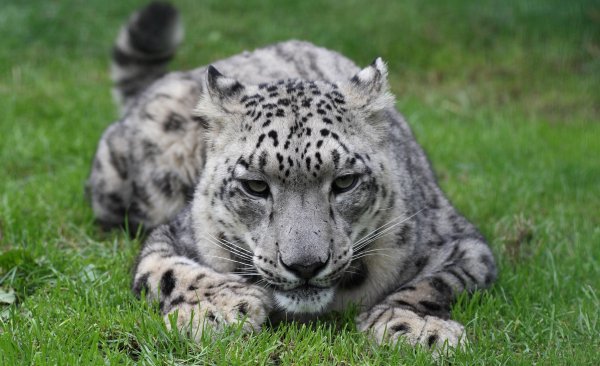 - Снежный Барс (Panthera uncia