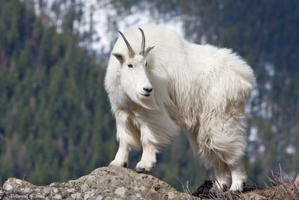 Снежная коза Северной Америки