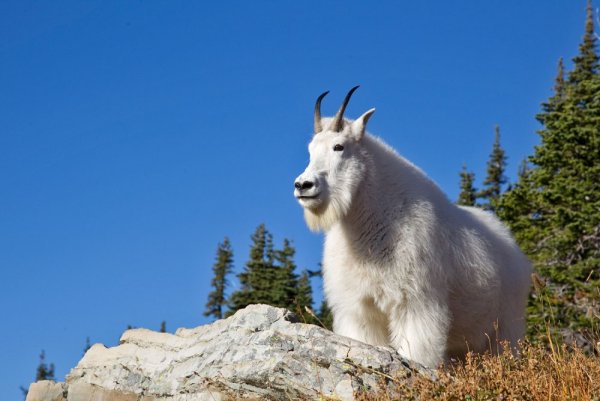 Снежная коза Северной Америки
