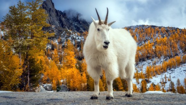 Снежная коза Северной Америки