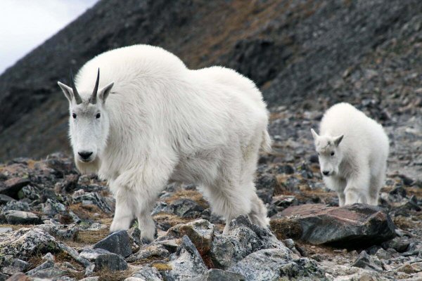 Снежная коза Северной Америки