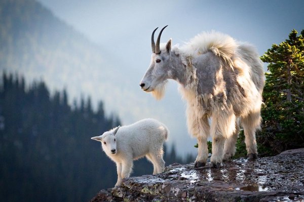 Снежная коза Северной Америки
