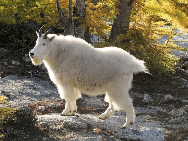 Животные Северной Америки Снежная коза