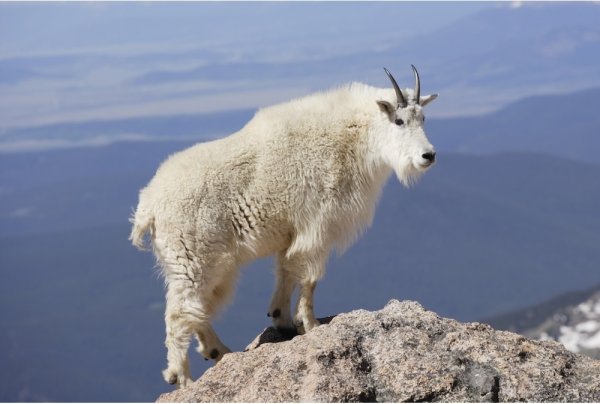 Oreamnos americanus