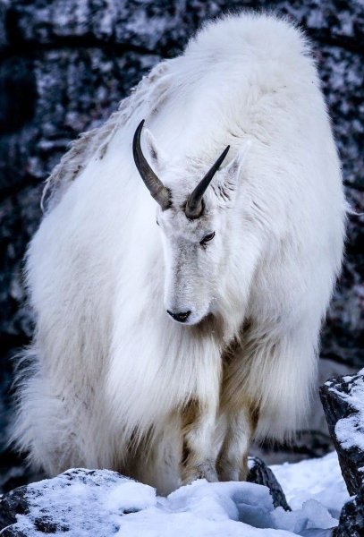 Oreamnos americanus