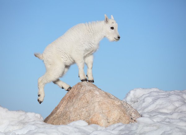 Снежная коза Харрингтона