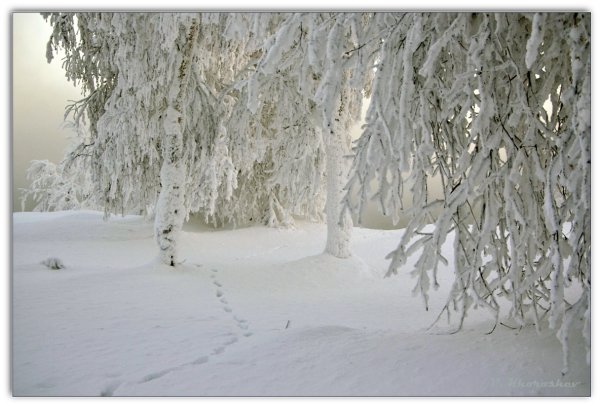 Зимняя пороша