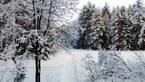 Снежная пороша пришвин