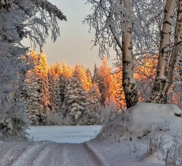 Снежная пороша в лесу