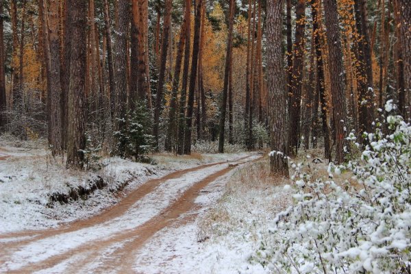 Зимняя пороша