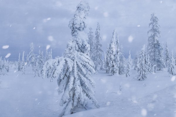 Замело картинки