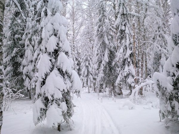 Заметает Пурга