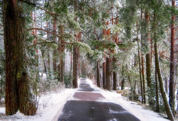 Снежная пороша