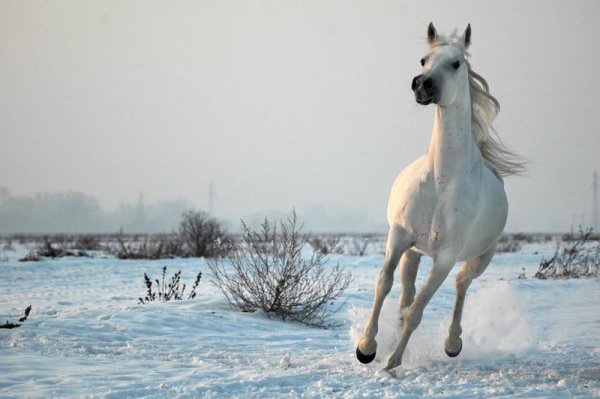 Лошадь в зимнем поле