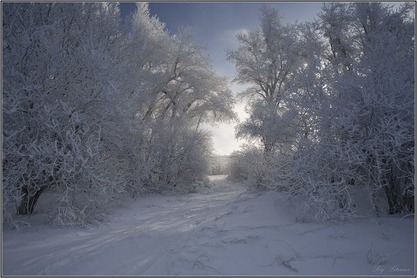 Зимний лес Есенин пороша