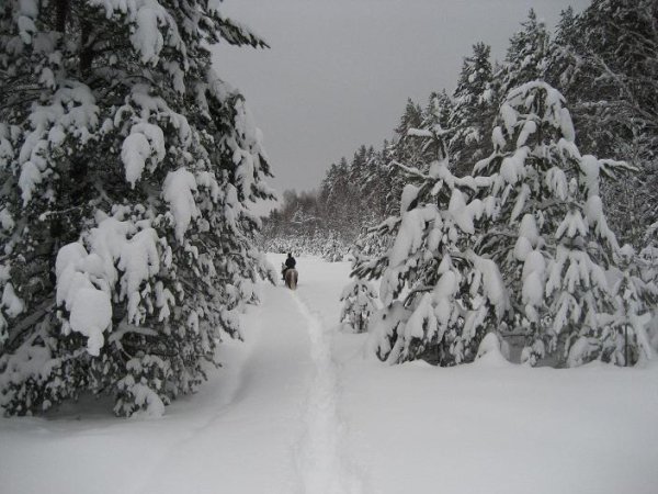 Что такое пороша зимой