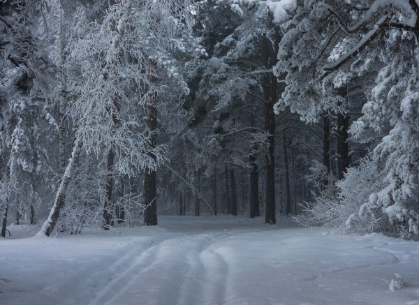 Зимний лес снегопад