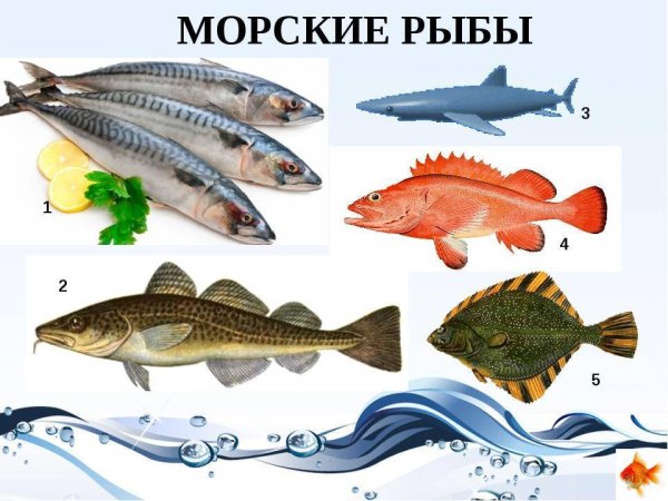 Самые вкусные и ценные морские рыбы — ТОП 12