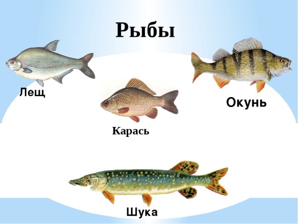 Виды речной рыбы 2 | Дзен рыбака | Дзен