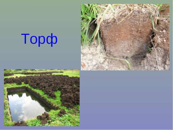 Торф в природе